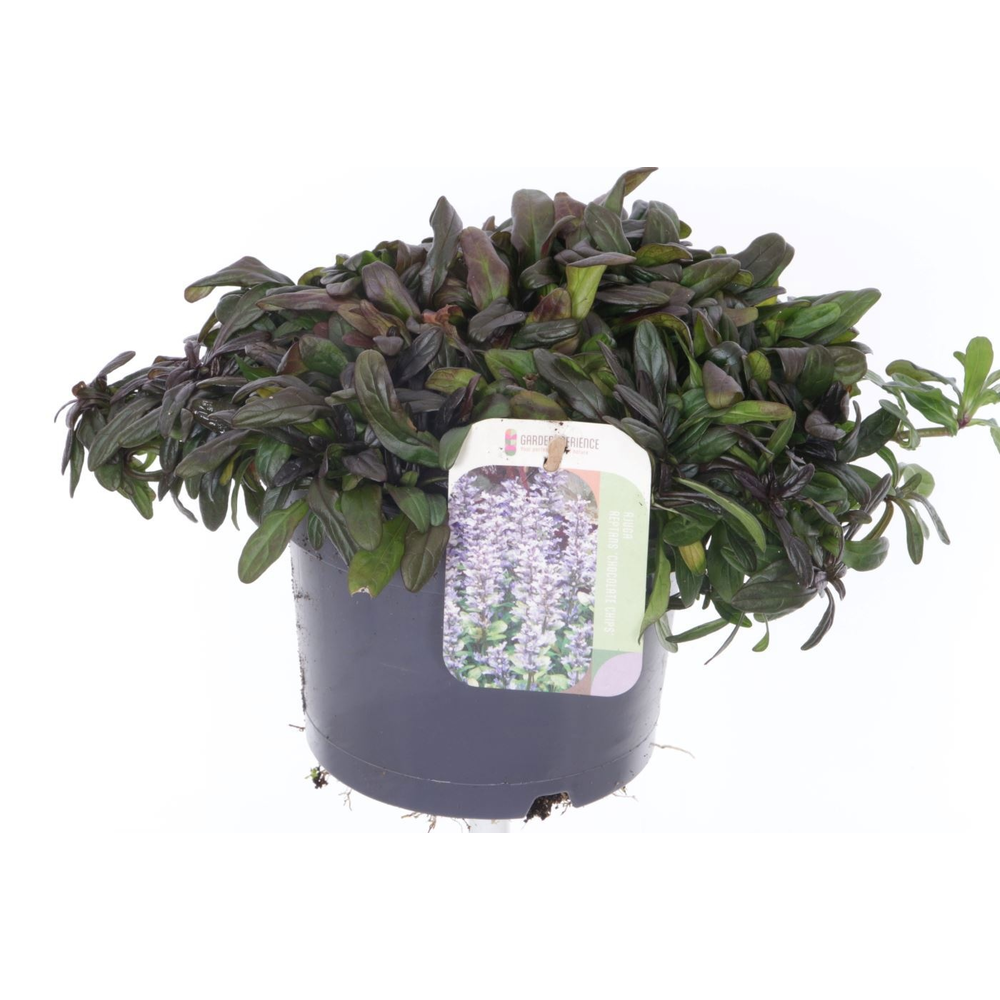 Ajuga reptans Chocolate Chips.