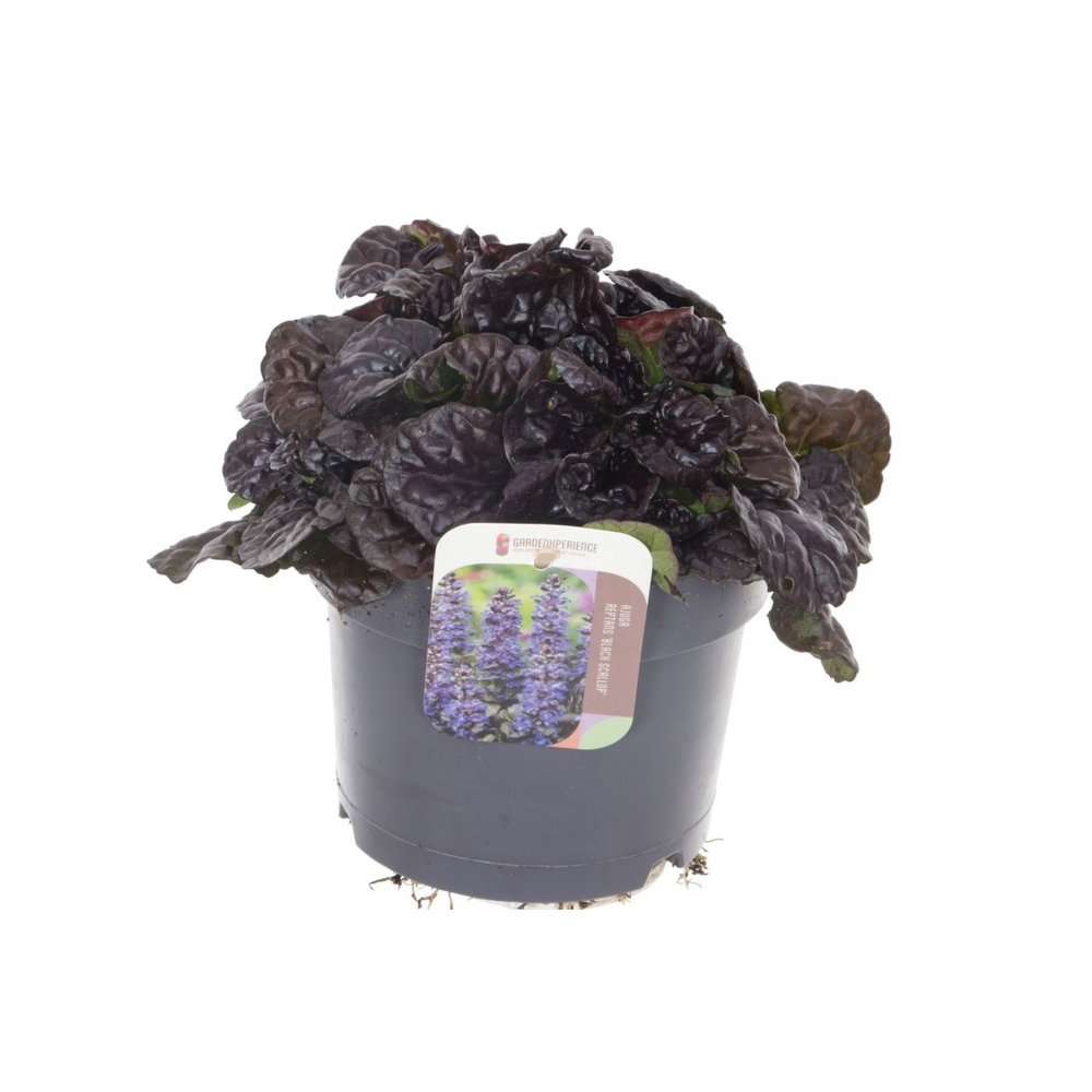 Ajuga reptans Black Scallop.