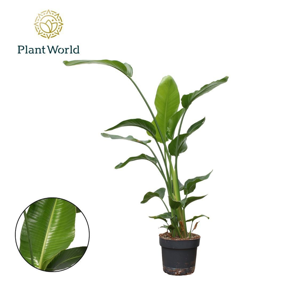 Strelitzia Nicolai 3 PP (zonder bloem) P24 120-140.