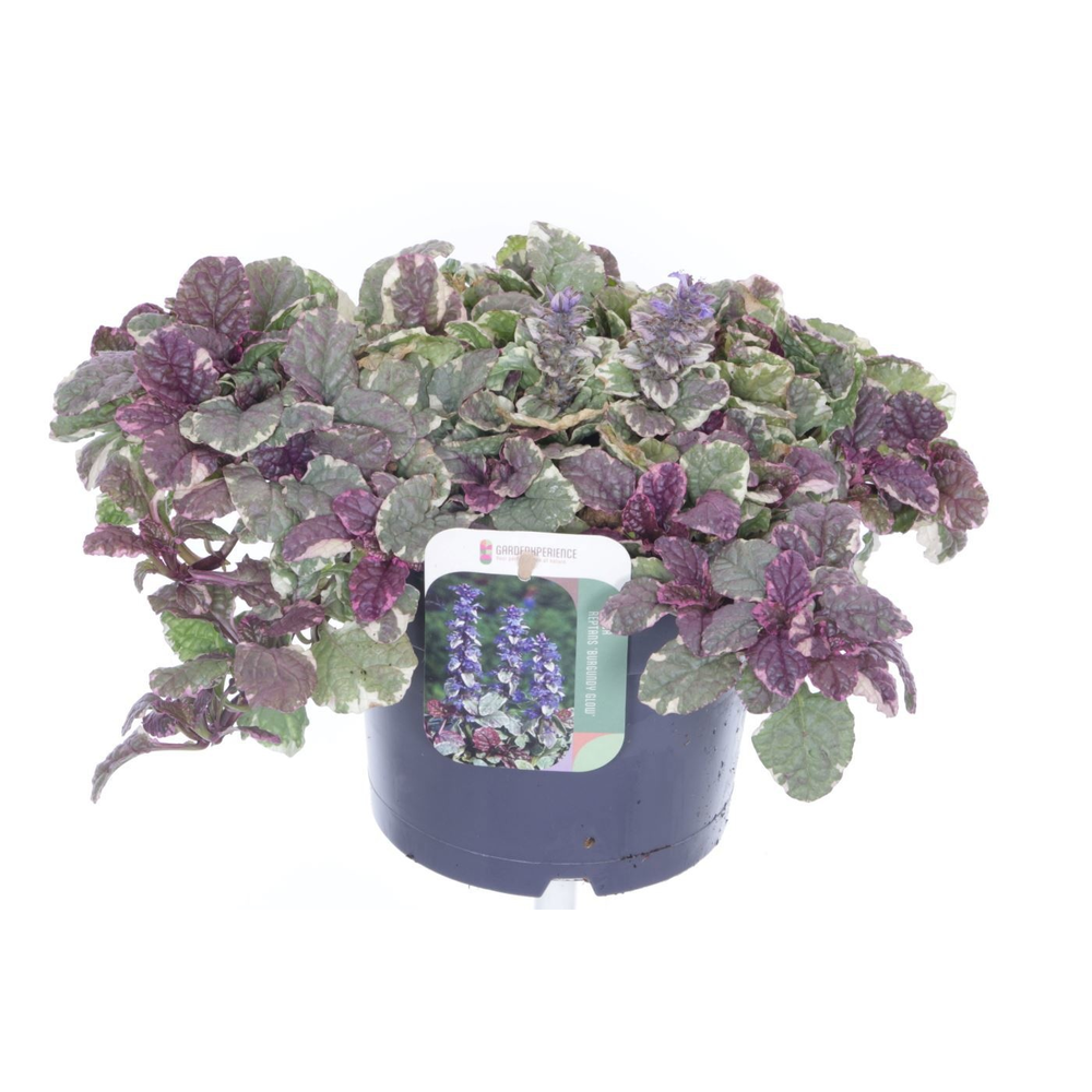 Ajuga reptans Burgundy Glow.