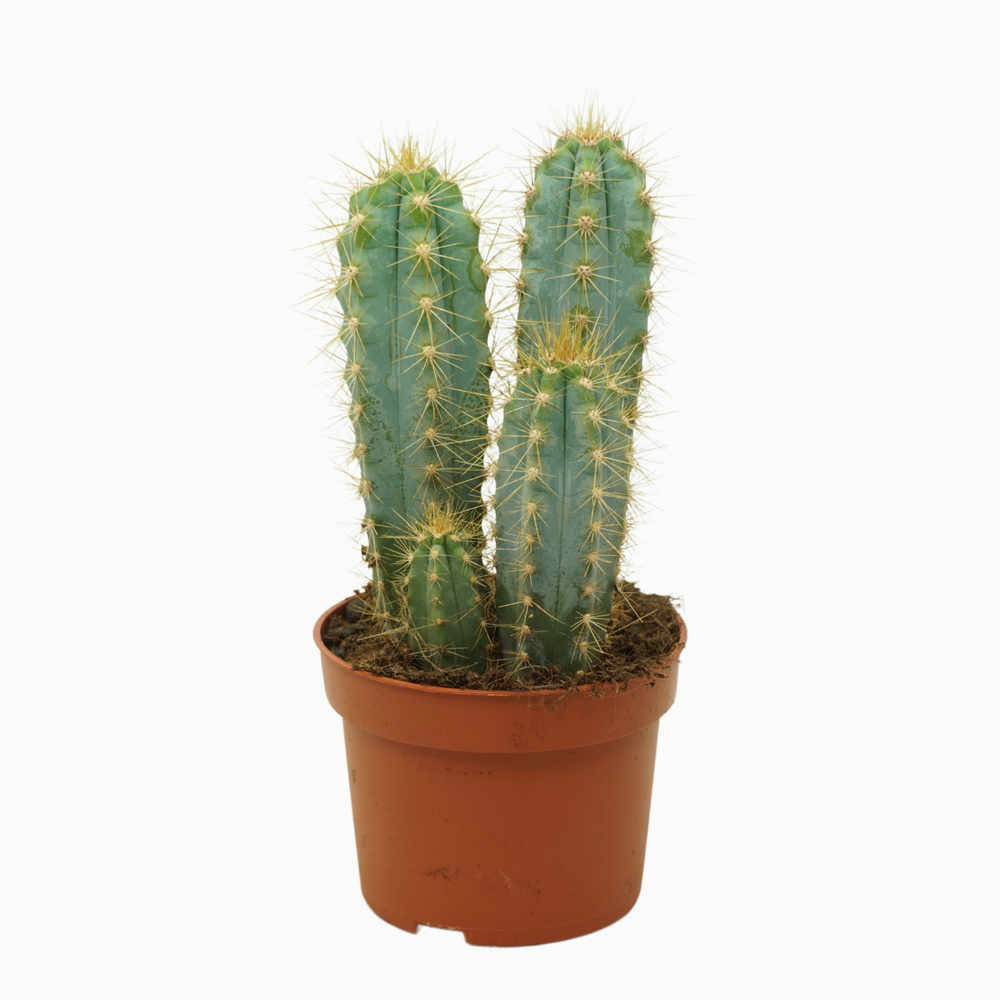 Pilosocereus azureus 10,5 cm.