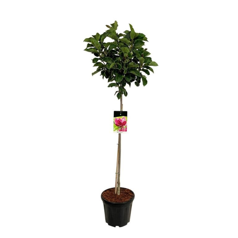 Magnolia 'Genie' (pbr).