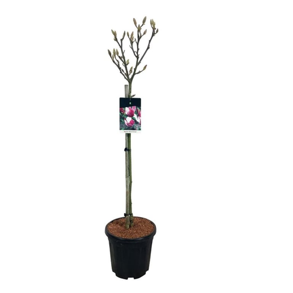 Magnolia soul. 'Satisfaction'.