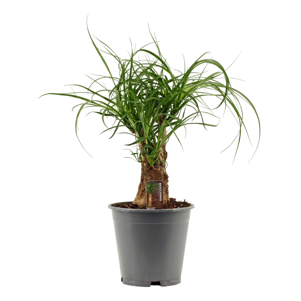 Beaucarnea vertakt 19 cm.