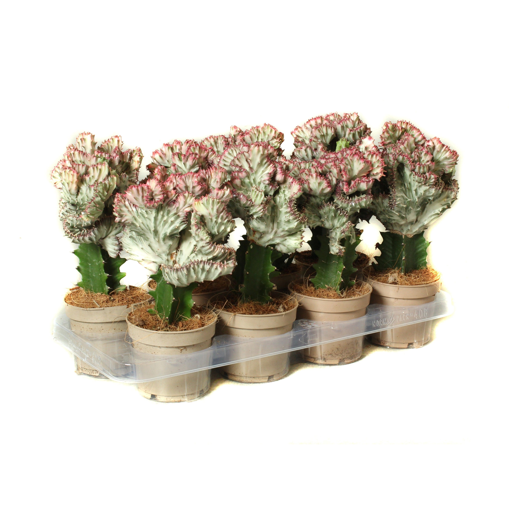 Euphorbia lactea cristata 8,5 cm.