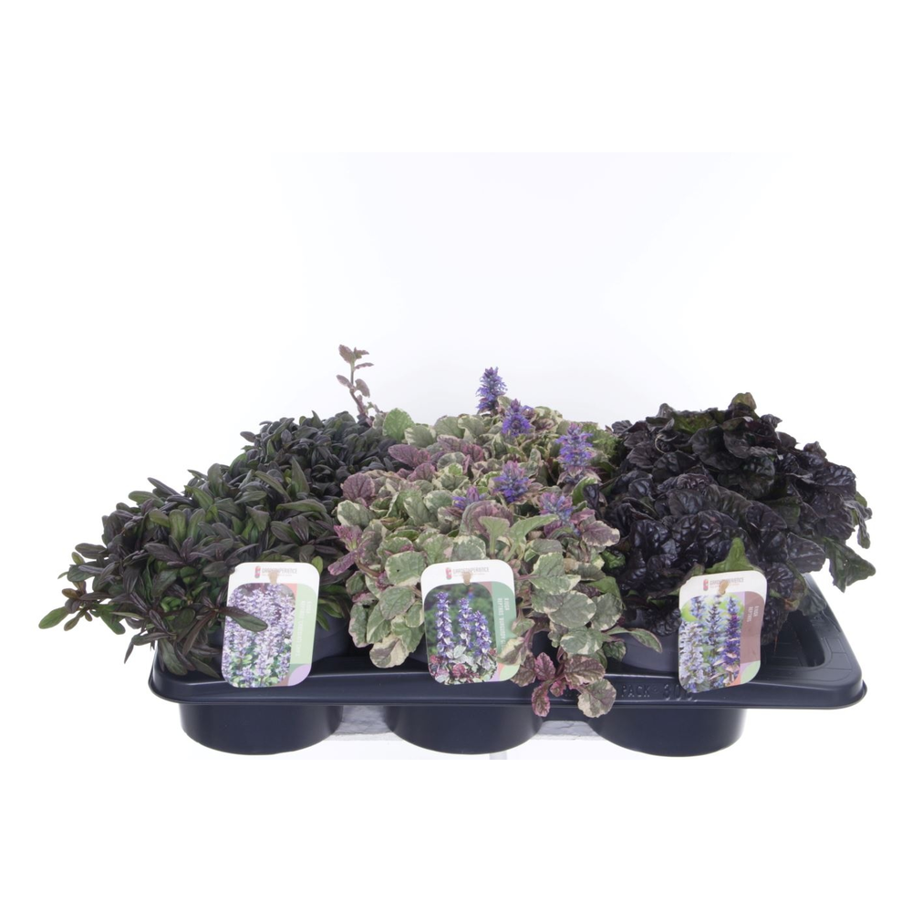 Ajuga reptans mix tray.