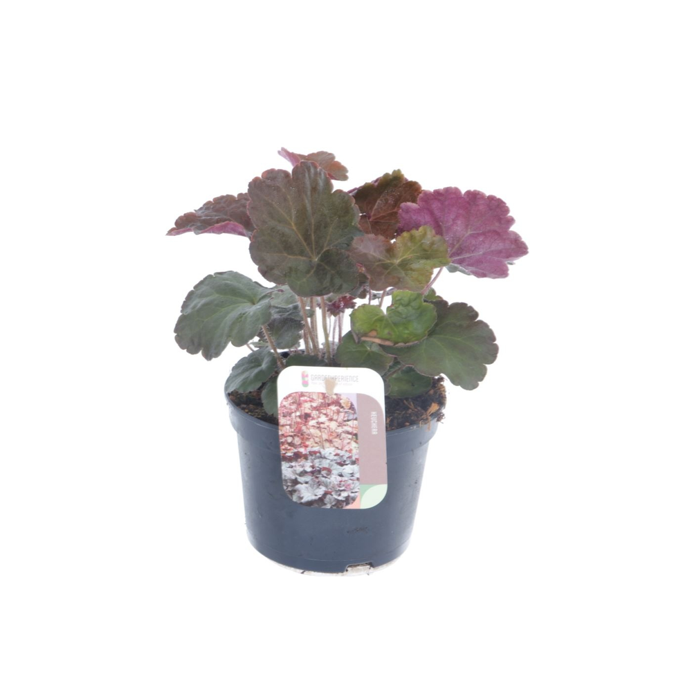 Heuchera micr. Palace Purple.