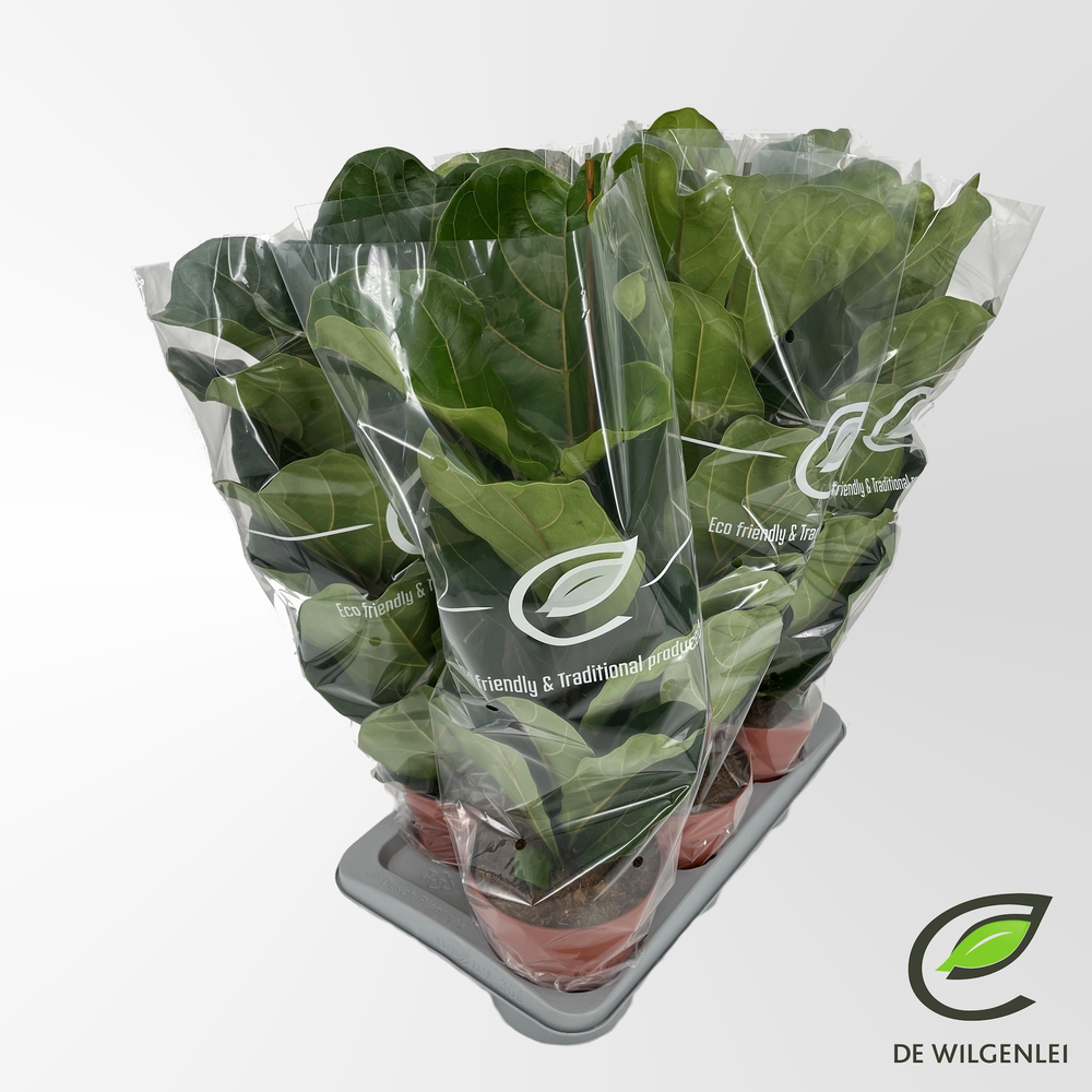 Ficus lyrata p17.