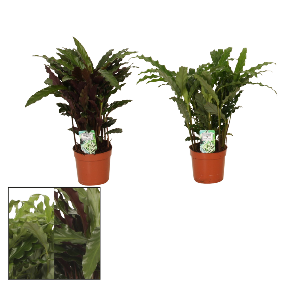 Calathea 12cm Grassmix.