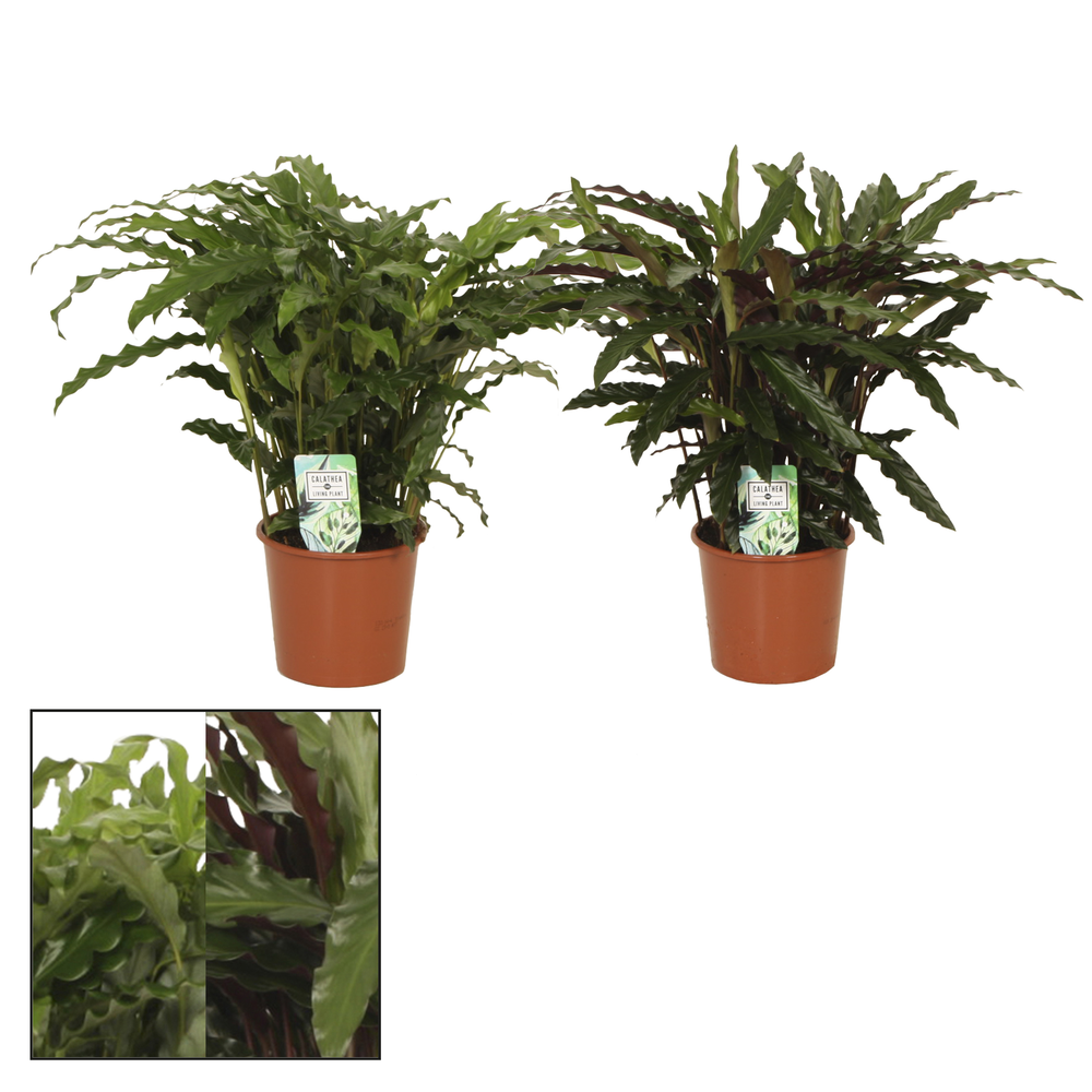 Calathea 17cm Grassmix Rhythm of Nature.