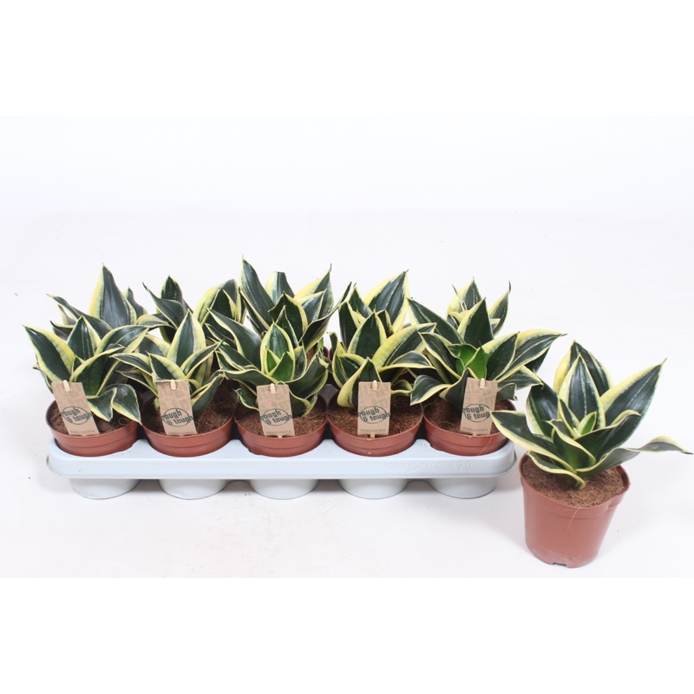 Sansevieria Golden Hahnii Black.
