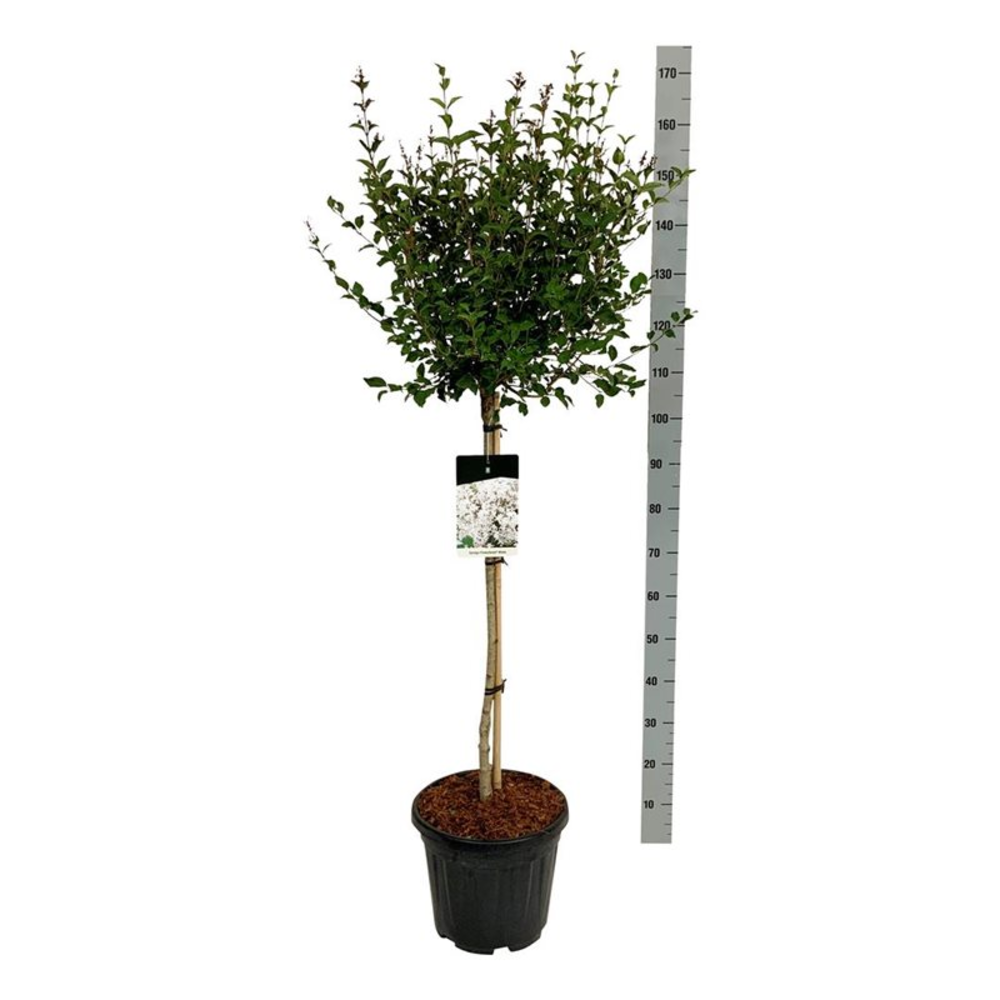 Syringa 'Flowerfesta' ® White.