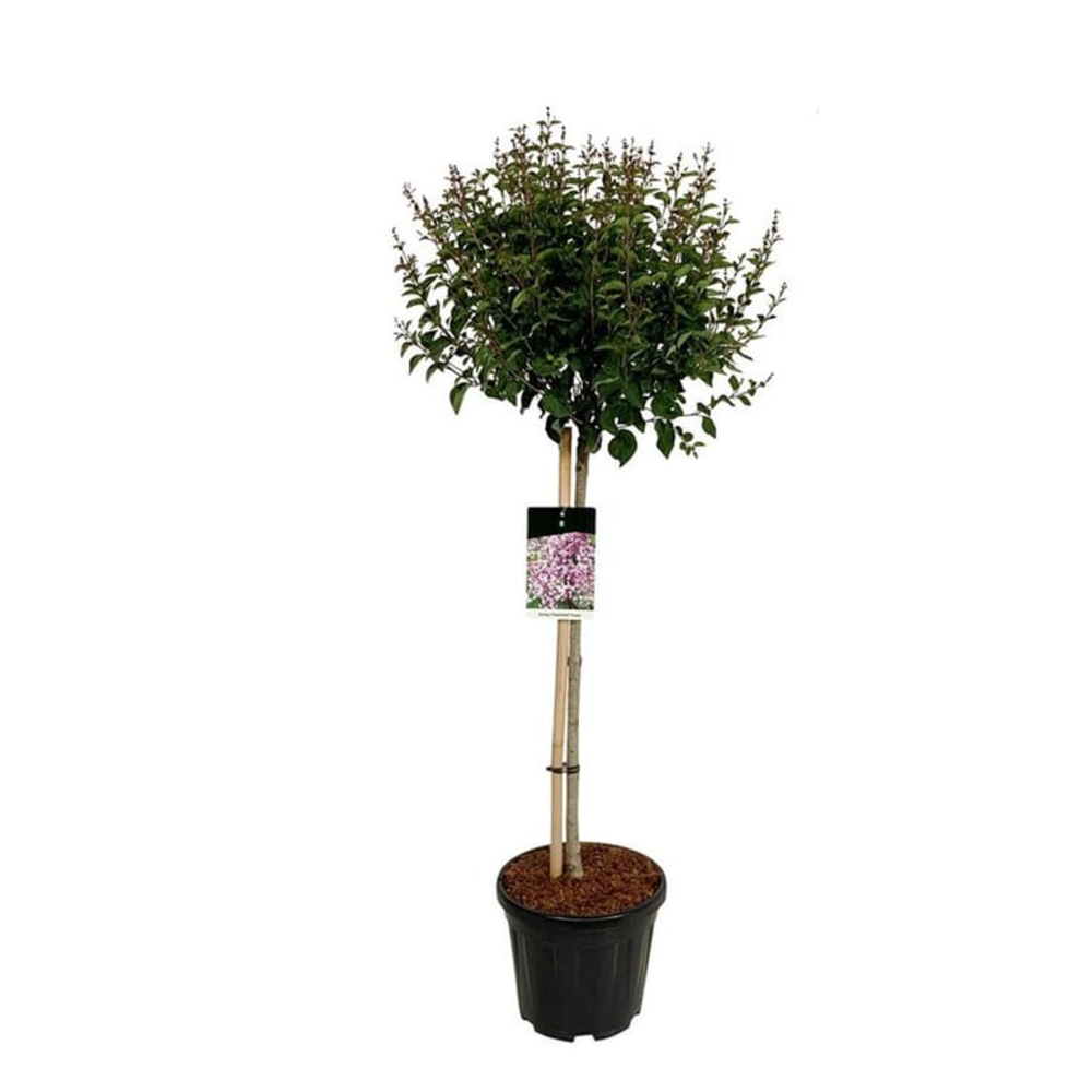 Syringa 'Flowerfesta' ® Purple.