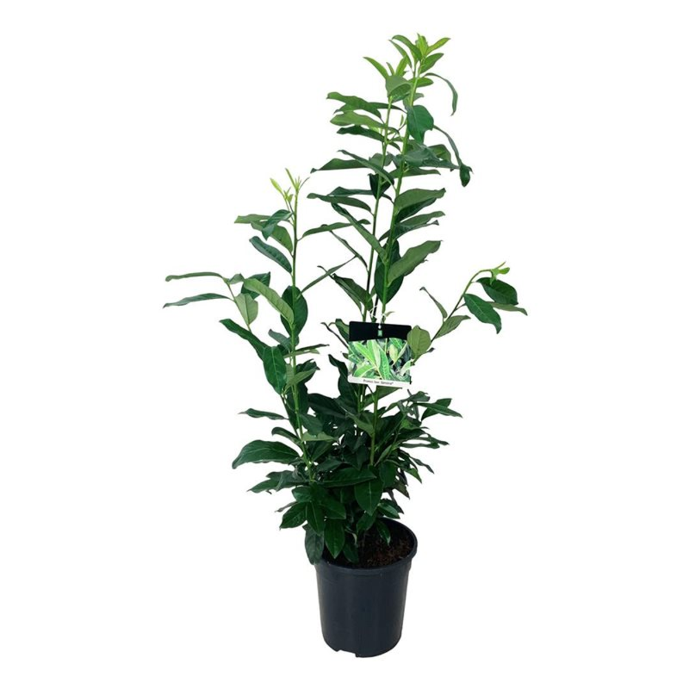 Prunus laur. 'Genolia' ®.
