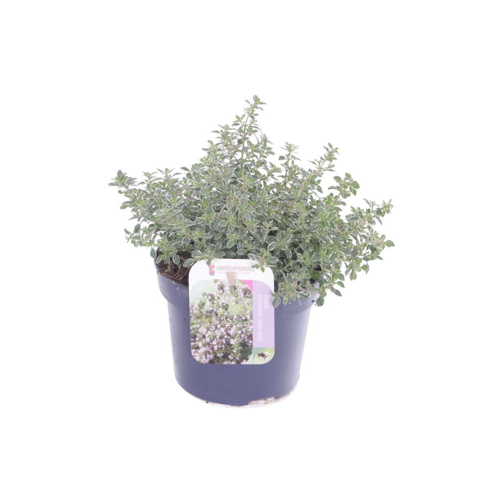 Thymus citr. Silver Queen.