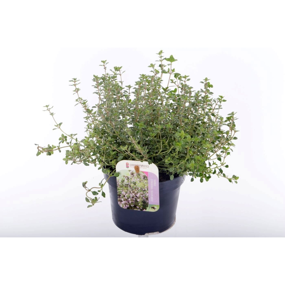 Thymus citr. Silver Queen.