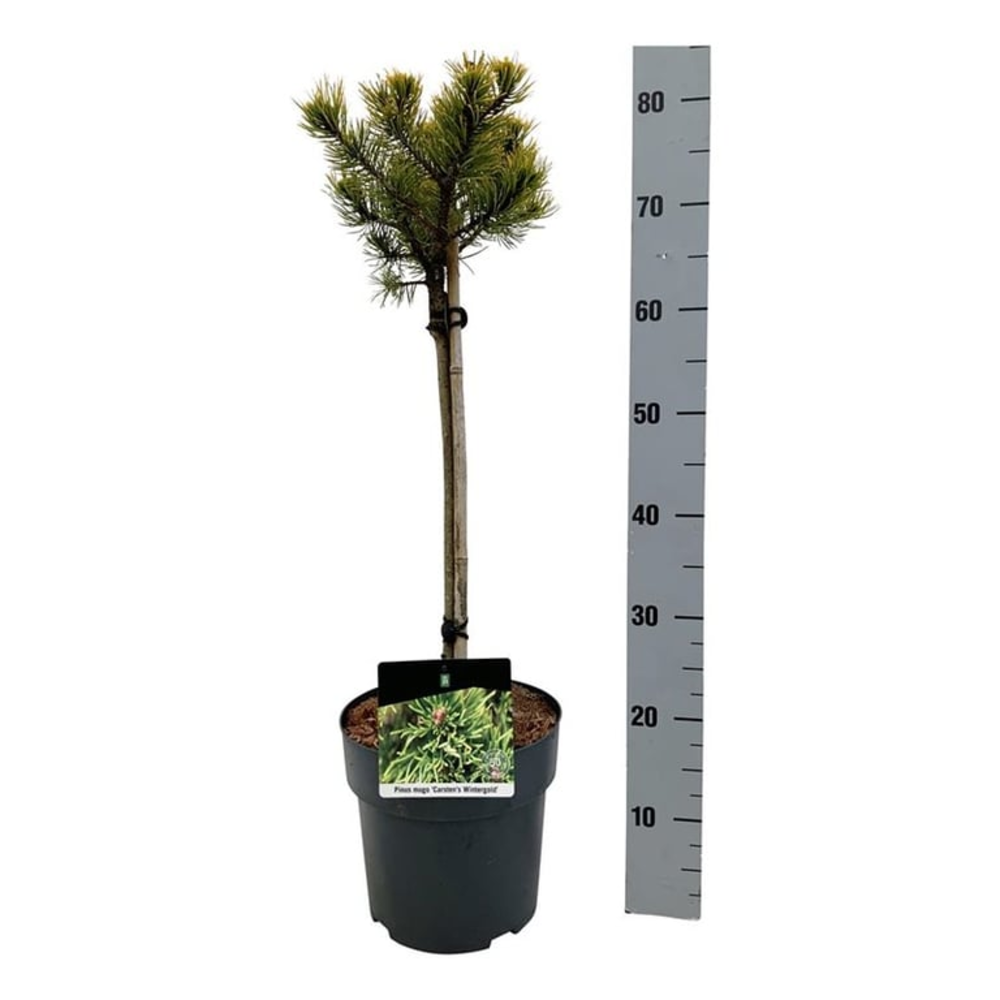 Pinus mugo 'Carsten's Wintergold'.
