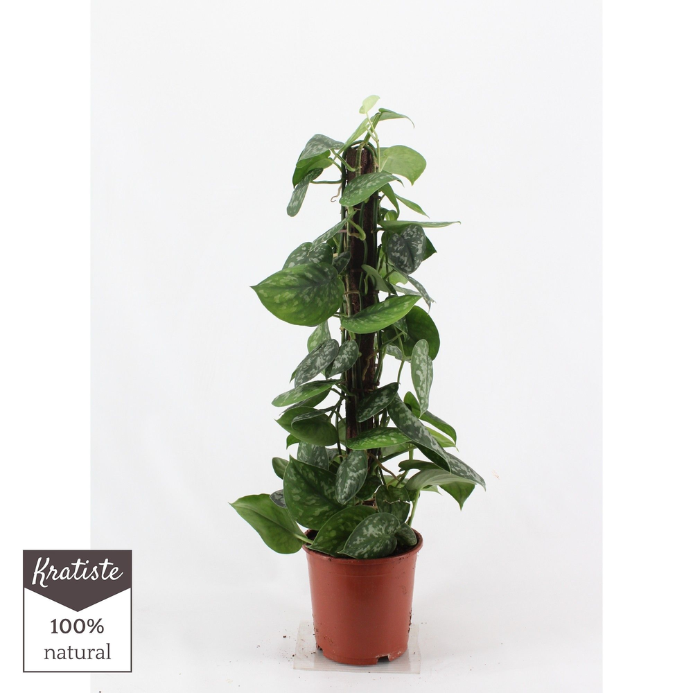 scindapsus pictus trebie 80cm kratiste klimstok.