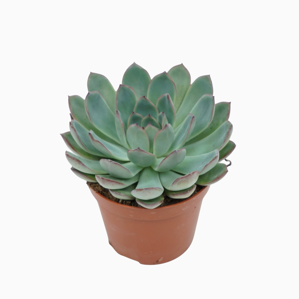 Echeveria apus 8,5 cm.