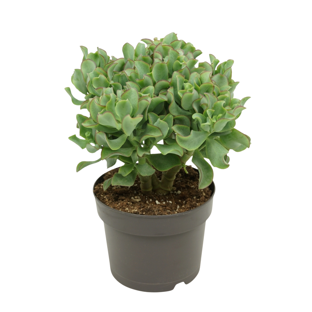 Crassula arborescens `krul` 17 cm.