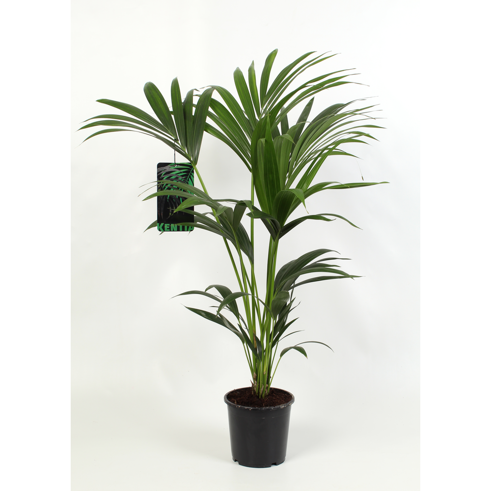 Kentia-Howea Forsteriana, 4 stek p/pot.