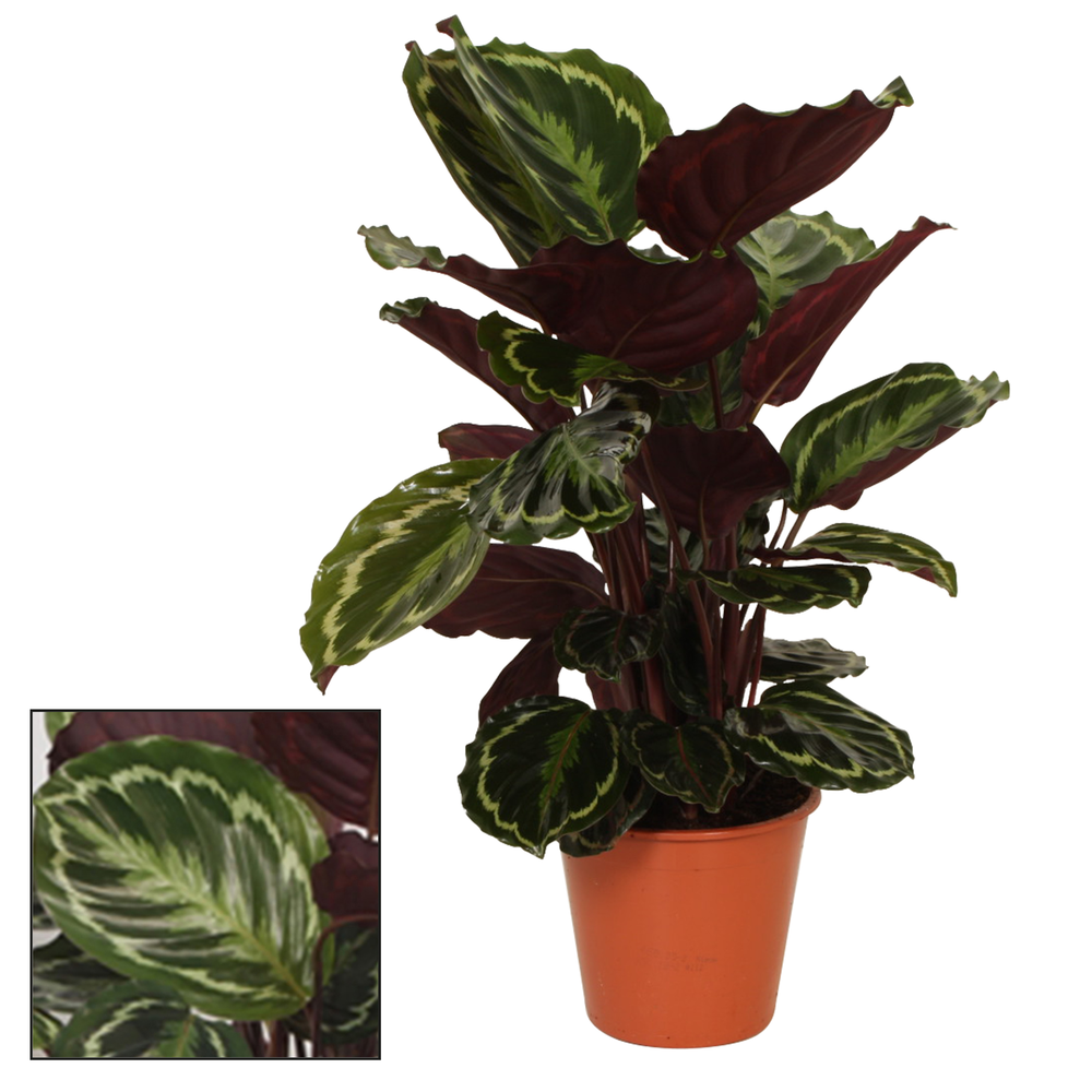 Calathea 19cm Medaillon.