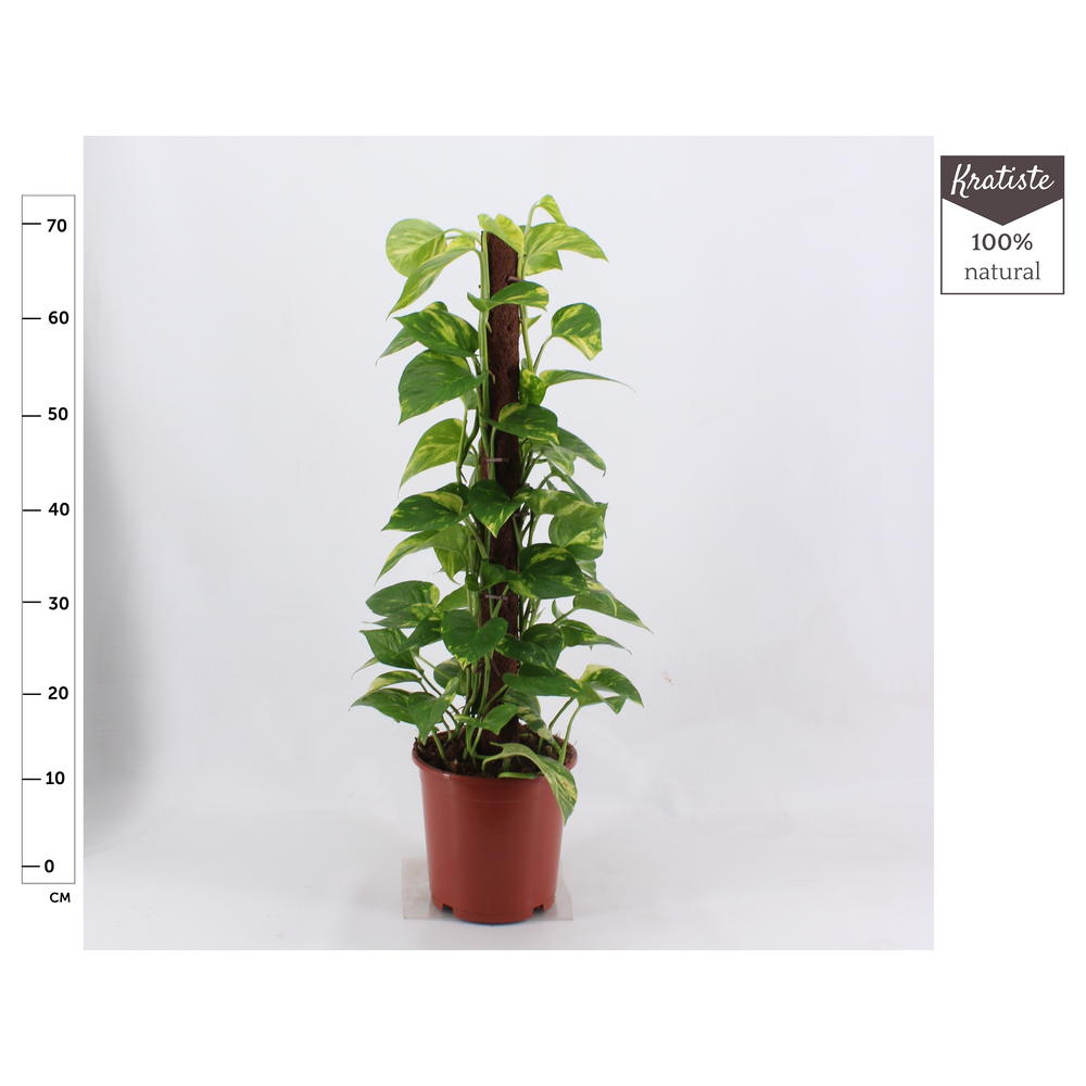 Epipremnum kratiste klimstok 80 cm.