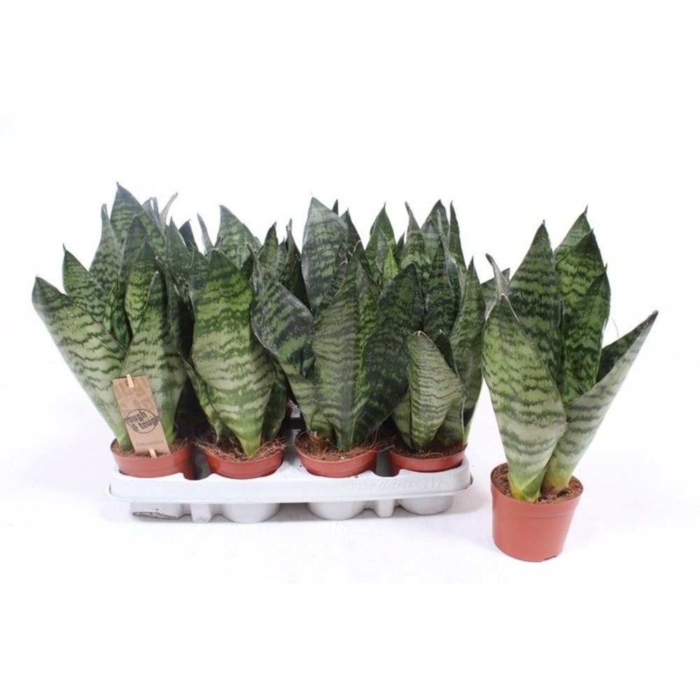 Sansevieria zeylanica compacta.