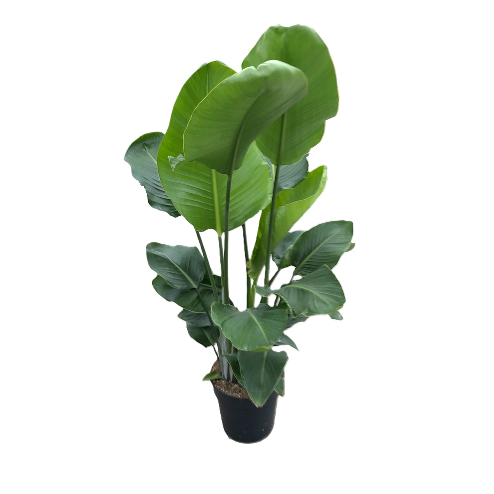 Strelitzia nicolaï.