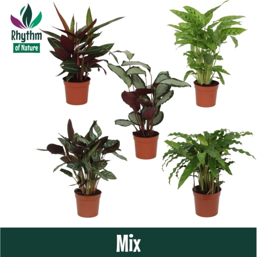 Calathea 12cm Mix Rhythm of Nature zonder hoes.