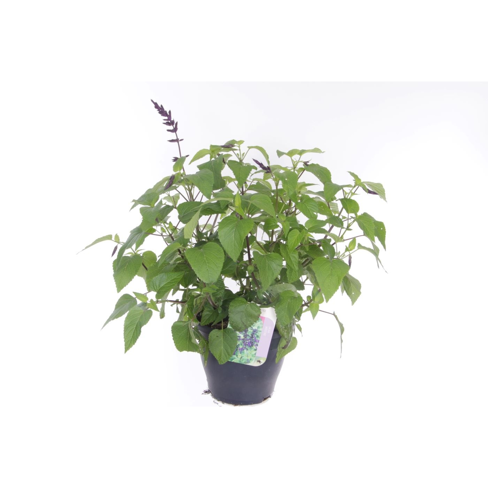 Salvia hybr. amistad.