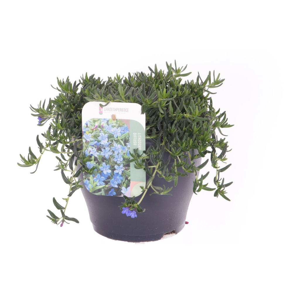 Lithodora diffusa Grace Ward.