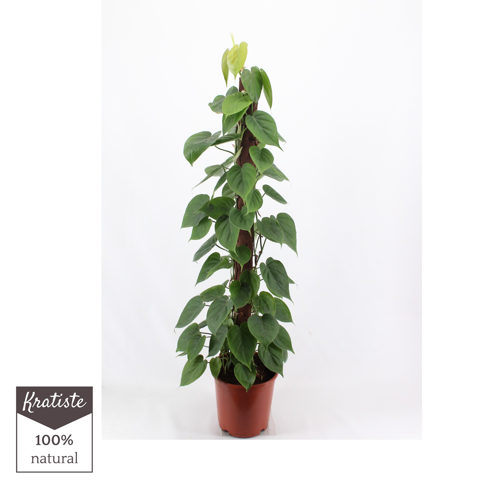 philodendron scandens 120 Kratiste klimstok.