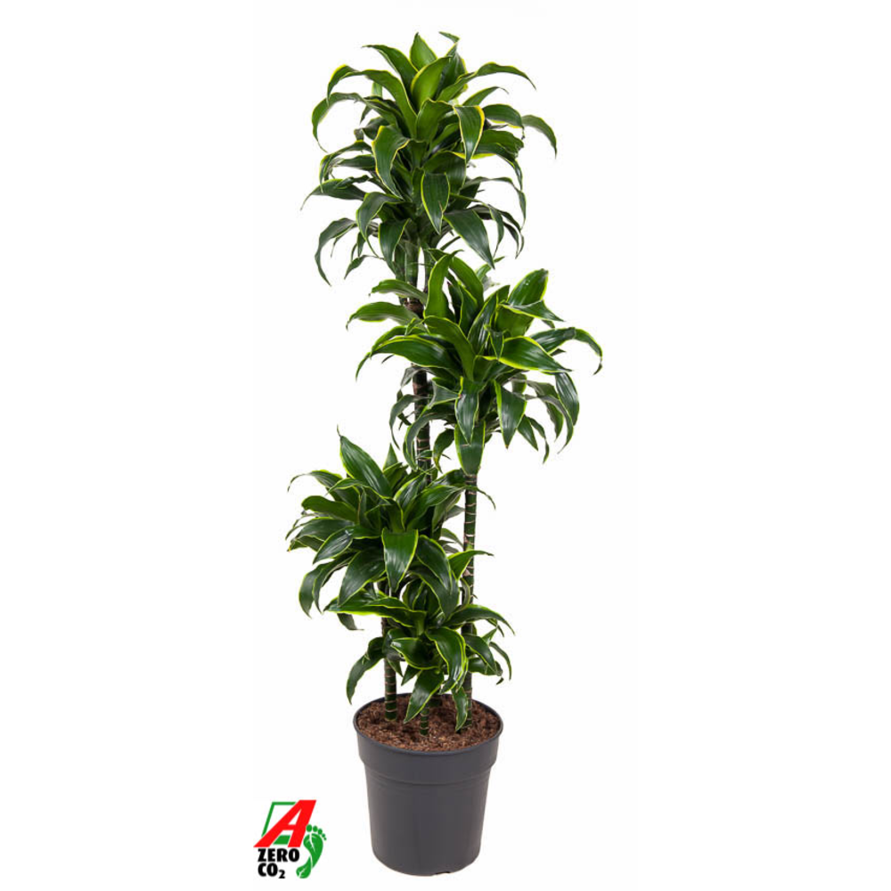 Dracaena Dorado 90-60-30-15.