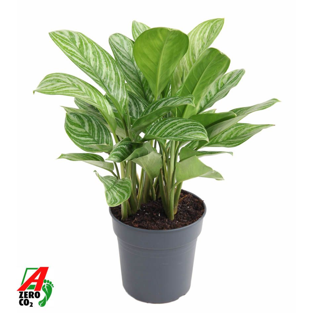 Aglaonema Stripes.