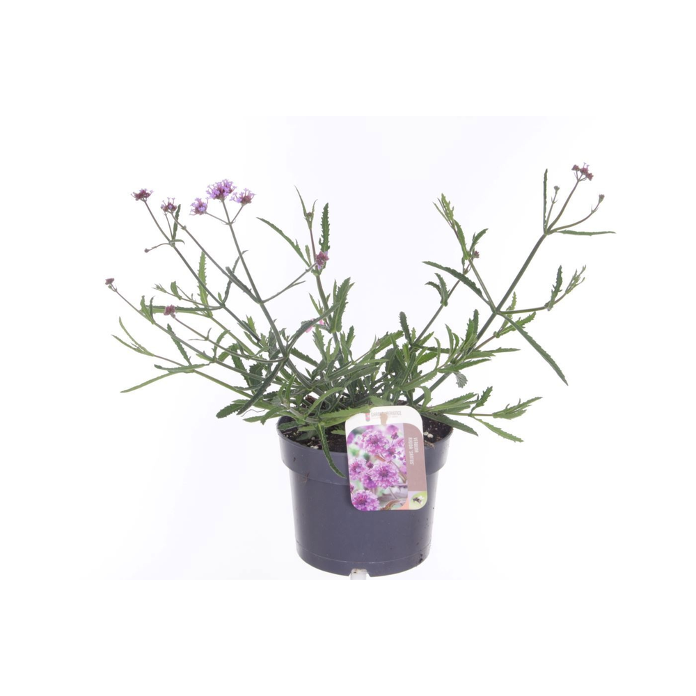 Verbena Lollipop.