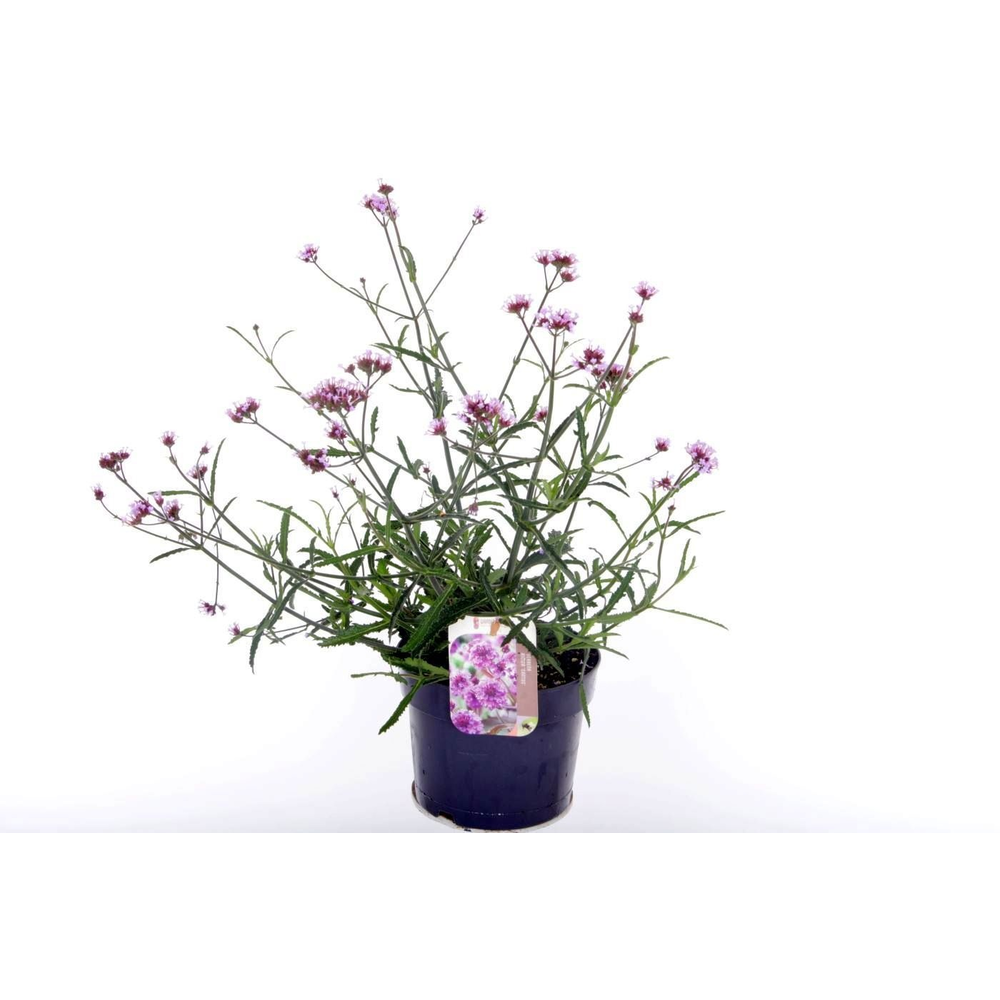 Verbena Lollipop.