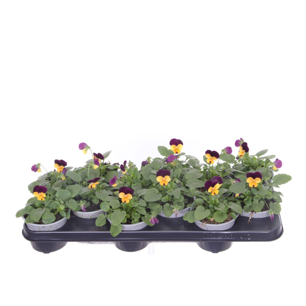 Viola cornuta Sorbet Orange Purp JU.