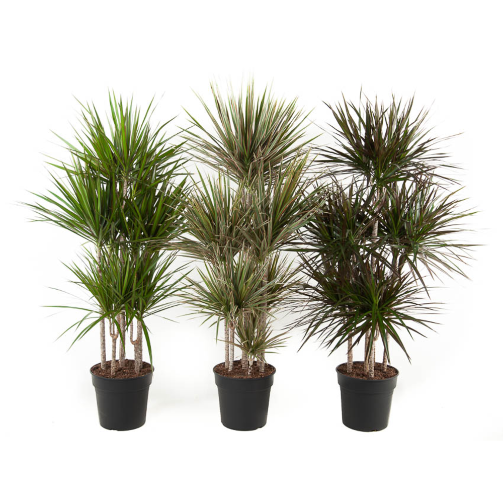 Mix Dracaena 90-carrousel.