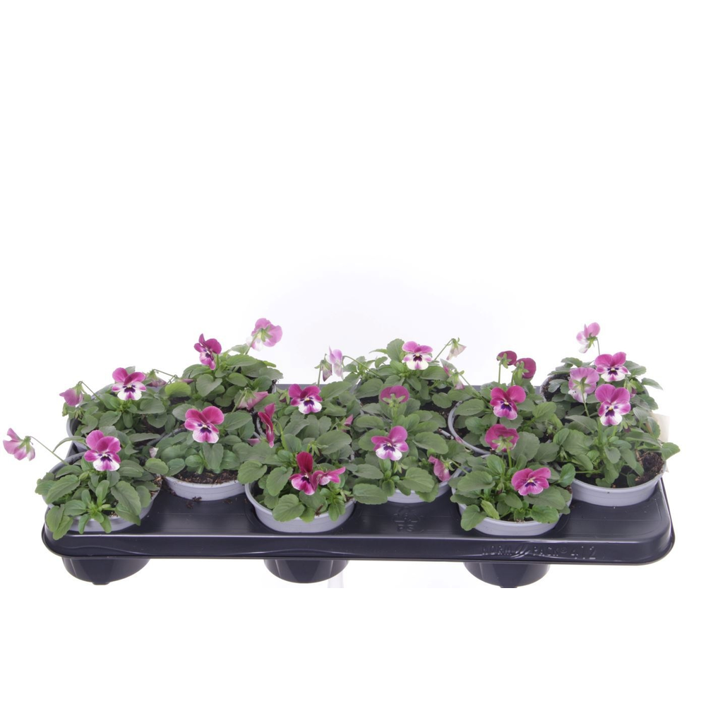 Viola cornuta Sorbet Raspberry.