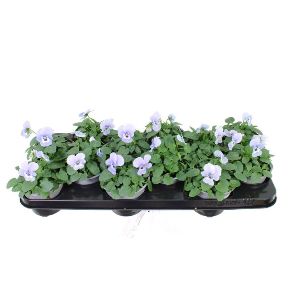 Viola cornuta Sorbet Marina.