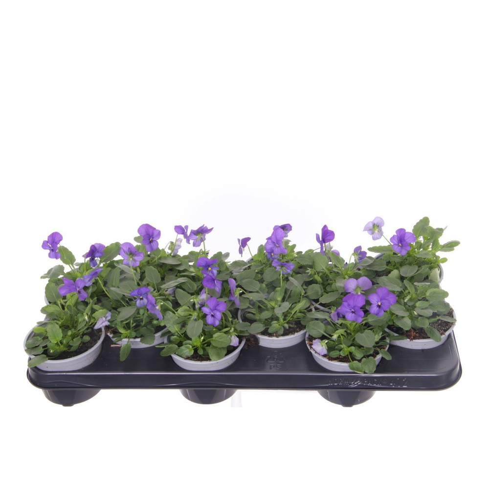 Viola cornuta Deltini Blue.