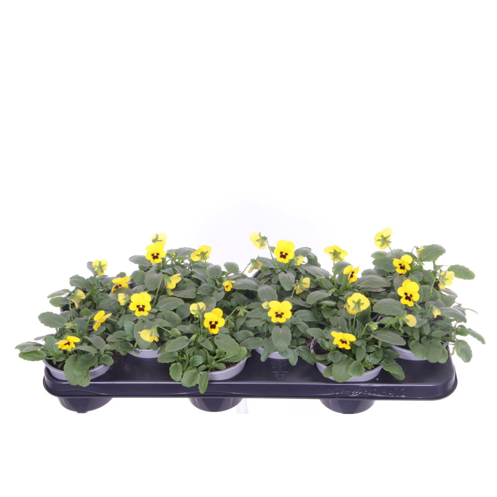 Viola cornuta Sorbet Yellow Blotch.