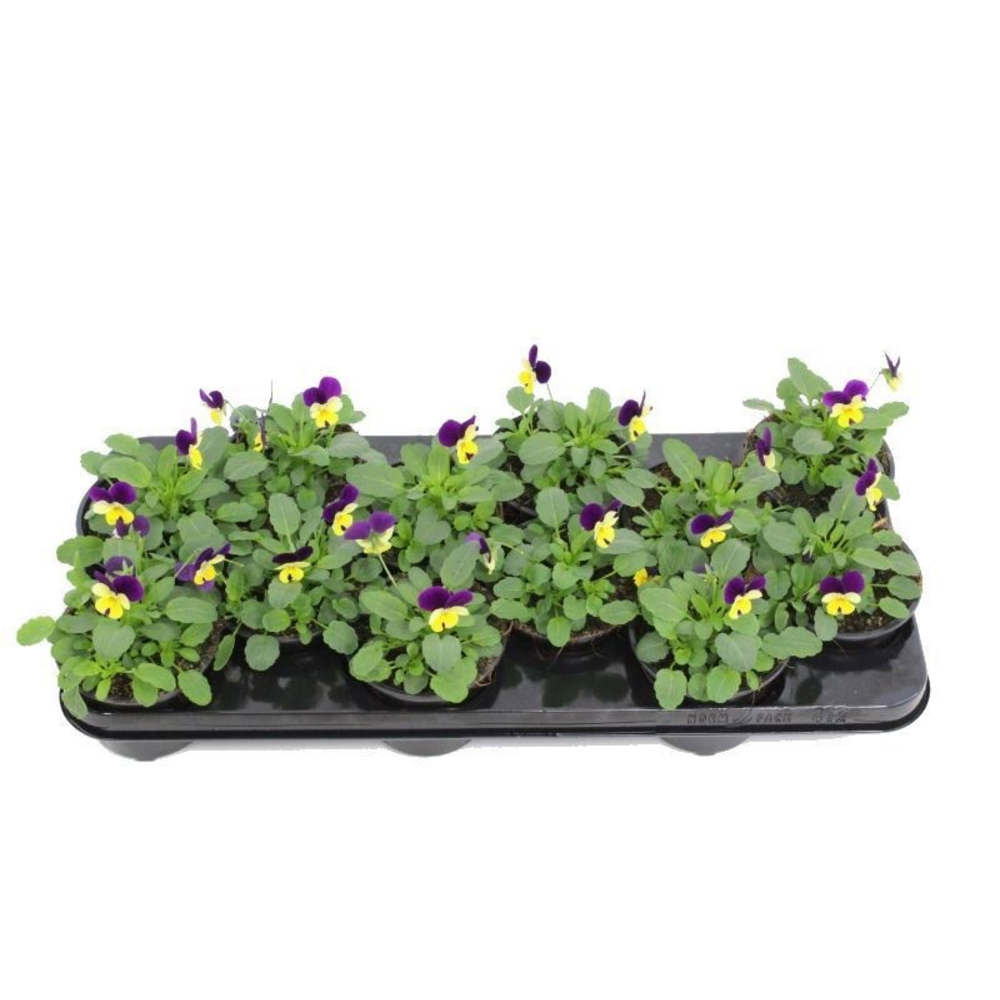 Viola cornuta Sorbet Lemon Purple.