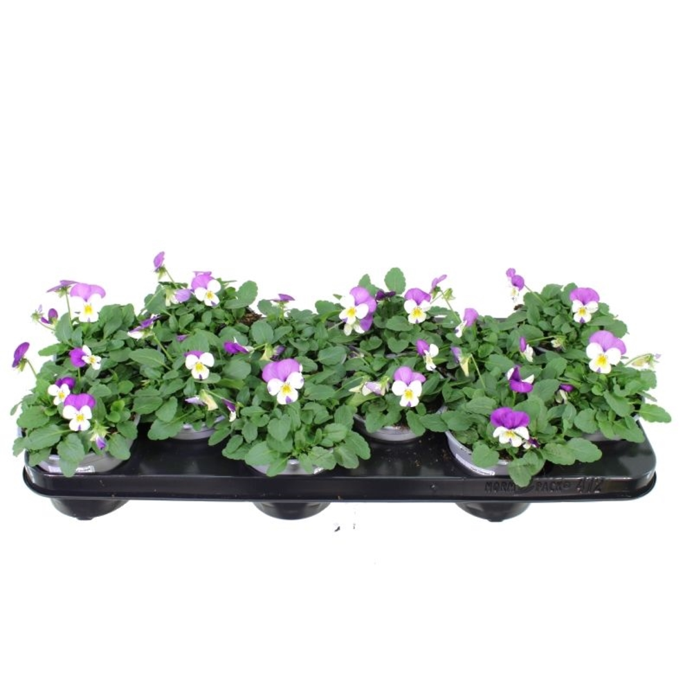 Viola cornuta Sorbet Persian wing.