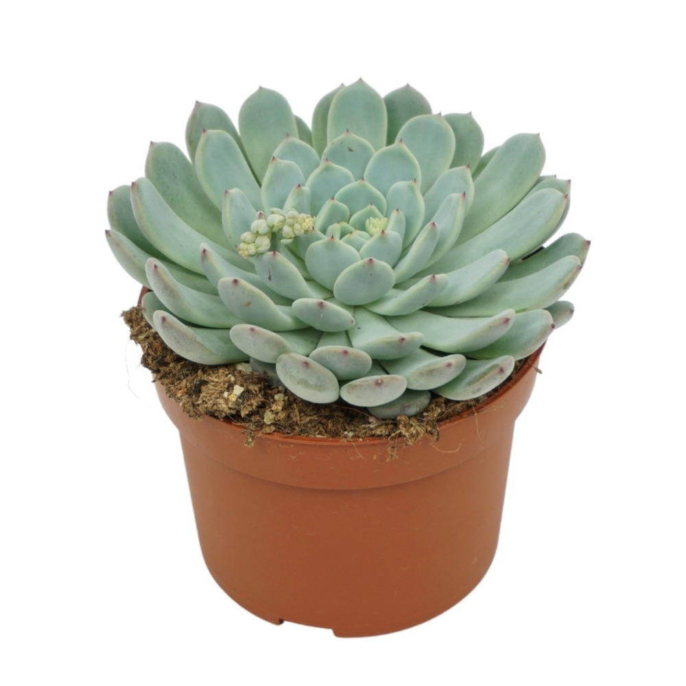 Echeveria texensis hybride 10,5 cm.