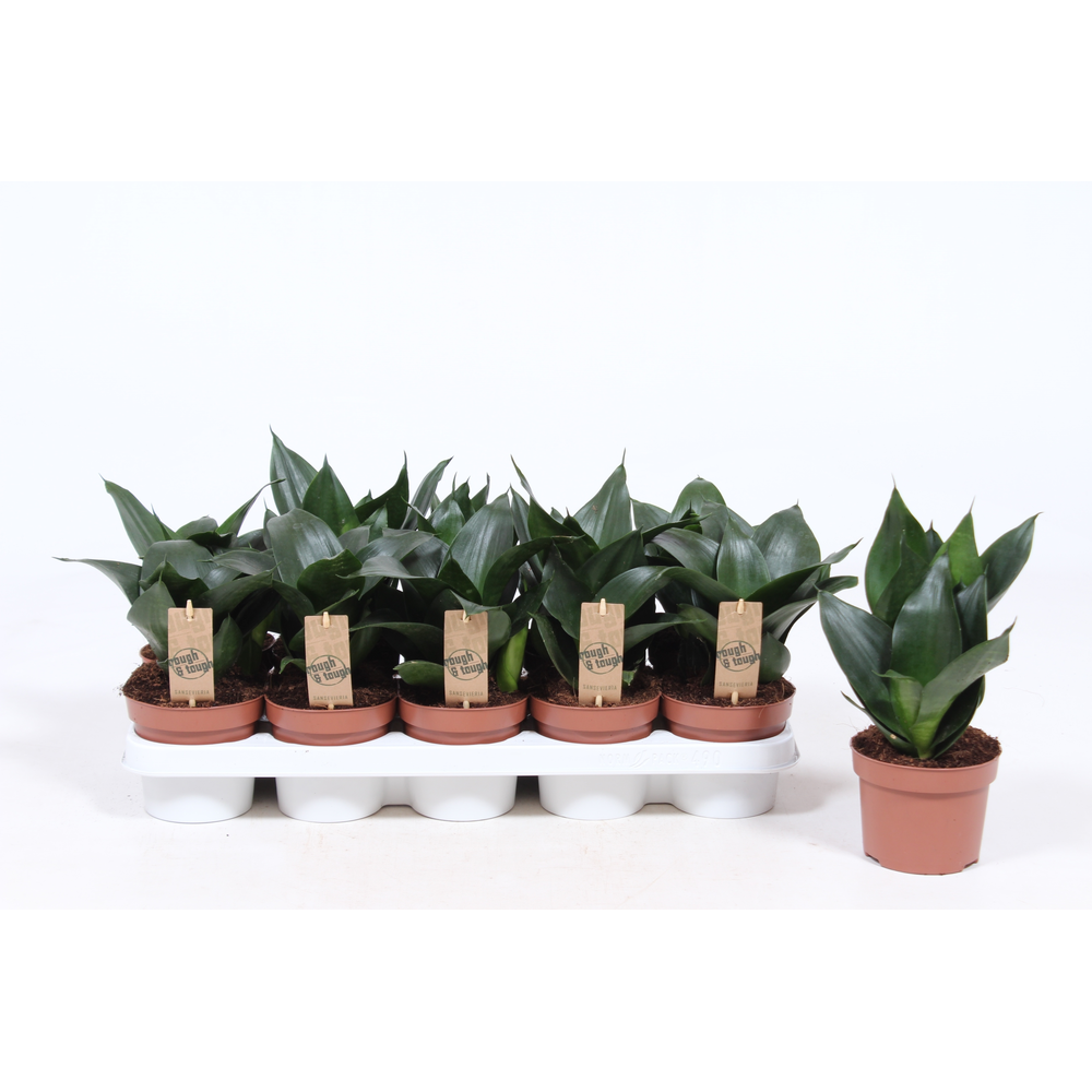 Sansevieria Hahnii Black.