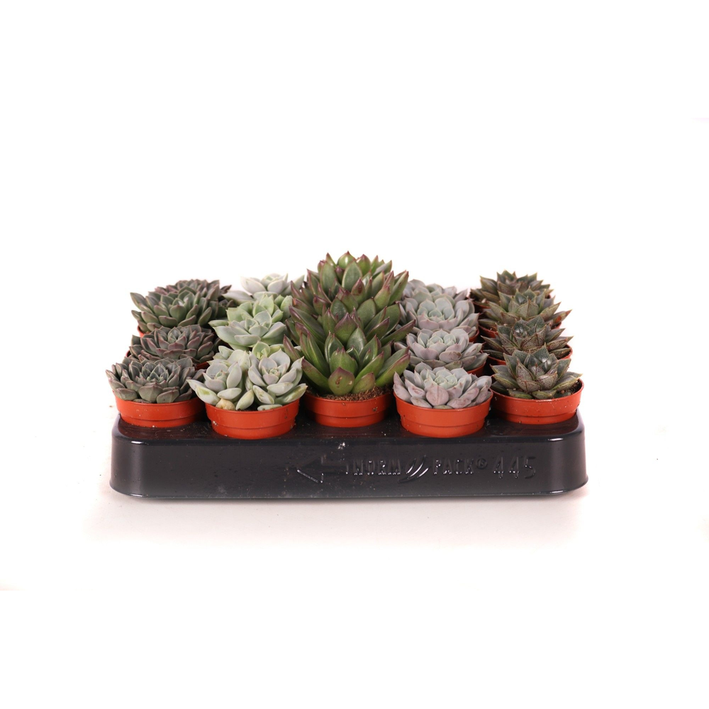 Echeveria mix 5,5 cm.