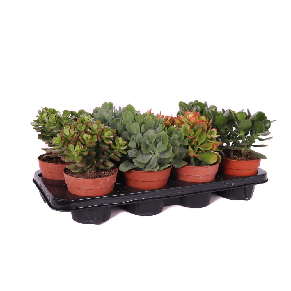 Crassula mix canarias 12 cm.