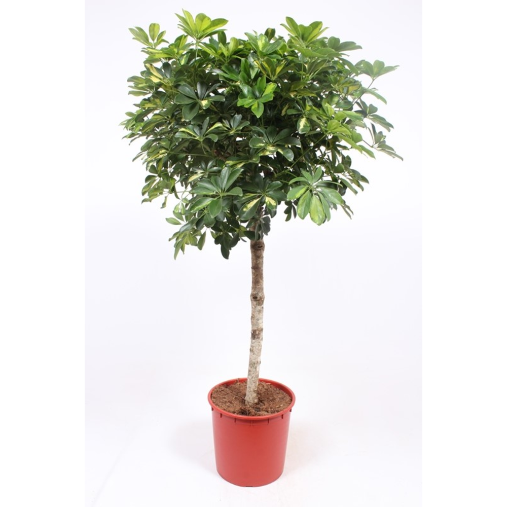 Schefflera Gold Capella.